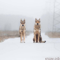 Щенки породы Чехословацкий влчак/Чехословацкая волчья собака