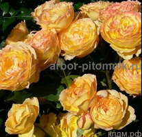 Саженцы роз из питомника с доставкой по Москве, розы в горшках