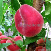 Саженцы персиков, персики в горшках из питомника и интернет магазина Арбор