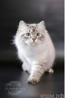 Котята Невской маскарадной кошки